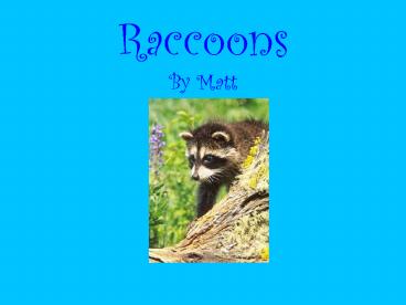 Raccoons By Matt