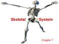 Skeletal System Chapter 7 The Skeleton Support Storag PowerPoint PPT Presentation