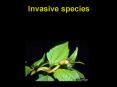 Invasive species PowerPoint PPT Presentation