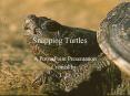 Snapping Turtles PowerPoint PPT Presentation