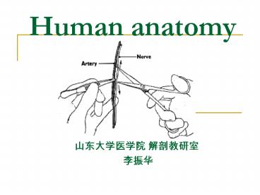 Human anatomy
