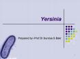 Yersinia PowerPoint PPT Presentation