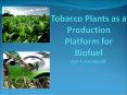 Tobacco Plants as a Production Platform for Biofuel Lee Greenawald PowerPoint PPT Presentation