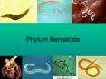 Phylum Nematoda PowerPoint PPT Presentation