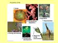 Ecology: the study of interrelationships between  organisms and their environment PowerPoint PPT Presentation
