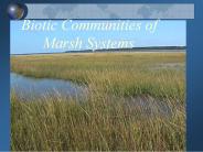 Biotic Communities of       Marsh Systems