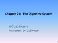Chapter 24: The Digestive System PowerPoint PPT Presentation