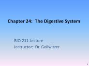 Chapter 24: The Digestive System
