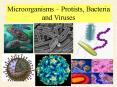 Microorganisms  PowerPoint PPT Presentation