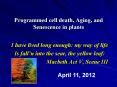 Programmed cell death, Aging, and Senescence in plants PowerPoint PPT Presentation