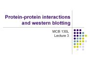 Protein-protein interactions and western blotting