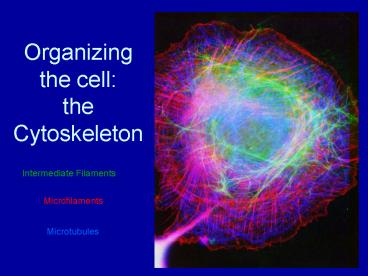 Organizing the cell: the Cytoskeleton