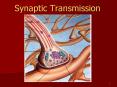 Synaptic Transmission PowerPoint PPT Presentation