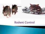 Rodent Control