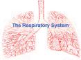 The Respiratory System PowerPoint PPT Presentation