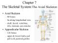 Chapter 7 The Skeletal System:The Axial Skeleton PowerPoint PPT Presentation