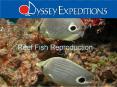 Reef Fish Reproduction PowerPoint PPT Presentation