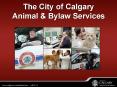 The City of Calgary Animal PowerPoint PPT Presentation