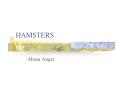 HAMSTERS PowerPoint PPT Presentation