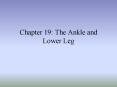 Chapter 19: The Ankle and Lower Leg PowerPoint PPT Presentation