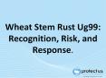 Wheat Stem Rust Ug99: Recognition, Risk, and Response. PowerPoint PPT Presentation