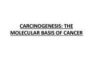 CARCINOGENESIS: THE MOLECULAR BASIS OF CANCER