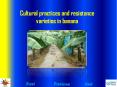 Cultural practices and resistance varieties in banana PowerPoint PPT Presentation