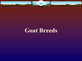 Goat Breeds PowerPoint PPT Presentation