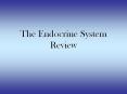 The Endocrine System Review PowerPoint PPT Presentation