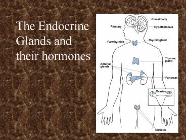 The Endocrine Glands and their hormones
