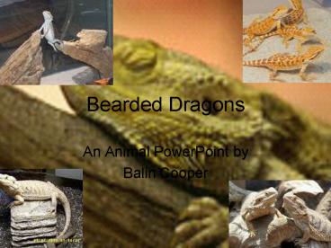 Bearded Dragons