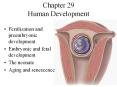 Chapter 29 Human Development PowerPoint PPT Presentation