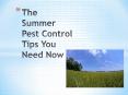The Summer Pest Control Tips You Need Now PowerPoint PPT Presentation