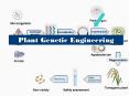 Plant Genetic Engineering PowerPoint PPT Presentation