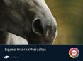 Equine Internal Parasites PowerPoint PPT Presentation