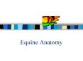 Equine Anatomy PowerPoint PPT Presentation