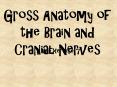 Gross Anatomy of the Brain and Cranial Nerves PowerPoint PPT Presentation