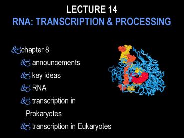 LECTURE 14 RNA: TRANSCRIPTION