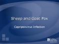 Sheep and Goat Pox PowerPoint PPT Presentation