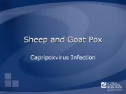 Sheep and Goat Pox