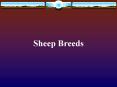 Sheep Breeds PowerPoint PPT Presentation