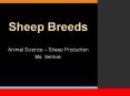Sheep Breeds PowerPoint PPT Presentation