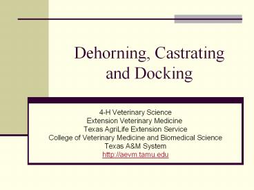 Dehorning, Castrating and Docking