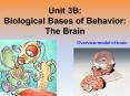 Unit 3B: Biological Bases of Behavior: The Brain PowerPoint PPT Presentation