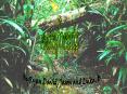 rainforests PowerPoint PPT Presentation