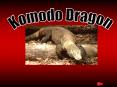 Komodo Dragon PowerPoint PPT Presentation
