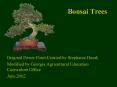 Bonsai Trees PowerPoint PPT Presentation
