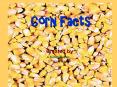 Corn Facts PowerPoint PPT Presentation