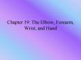 Chapter 19: The Elbow, Forearm, Wrist, and Hand PowerPoint PPT Presentation