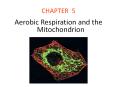 Aerobic Respiration and the Mitochondrion PowerPoint PPT Presentation